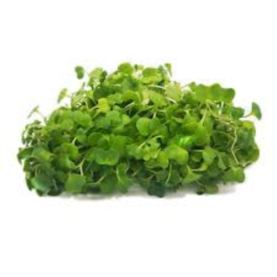GARNISH GARDEN MICROGREENS PAKCHOY 30G	